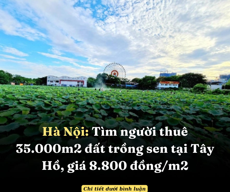 Hà Nội: Tìm người thuê 35.000m2 đất trồng sen tại Tây Hồ, giá 8.800 đồng/m2