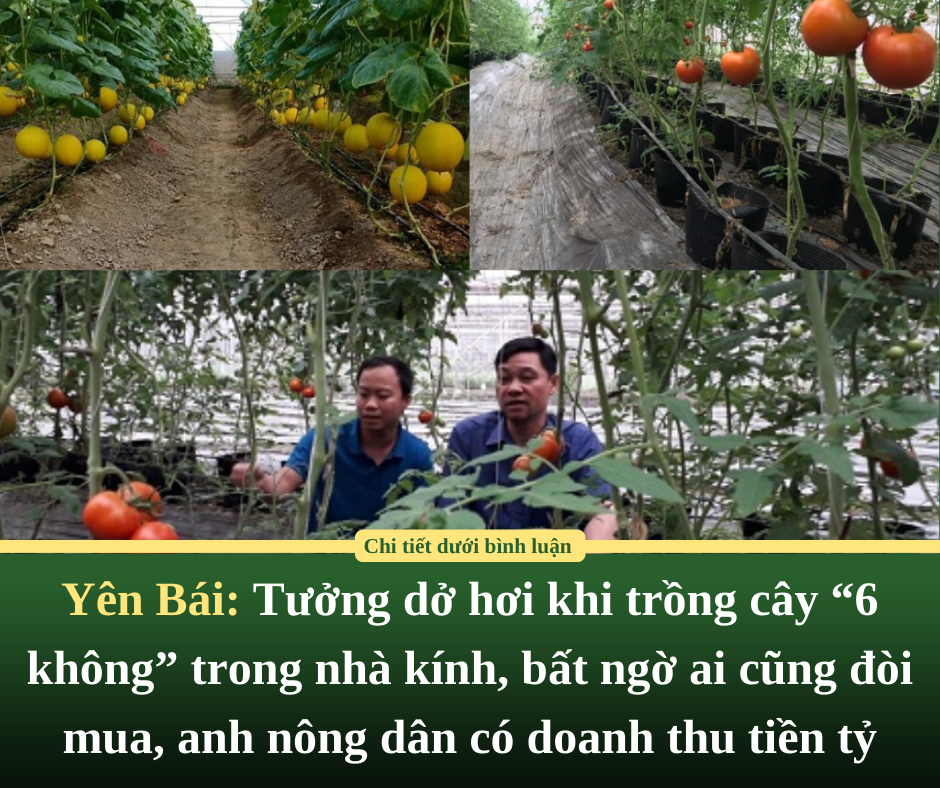 Yên Bái: Tưởng dở hơi khi trồng cây “6 không” trong nhà kính, bất ngờ ai cũng đòi mua, anh nông dân có doanh thu tiền tỷ