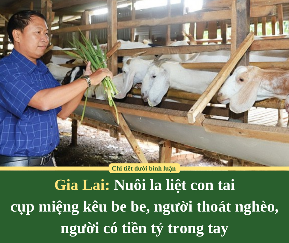 Gia Lai: Nuôi la liệt con tai cụp miệng kêu be be, người thoát nghèo, người có tiền tỷ trong tay