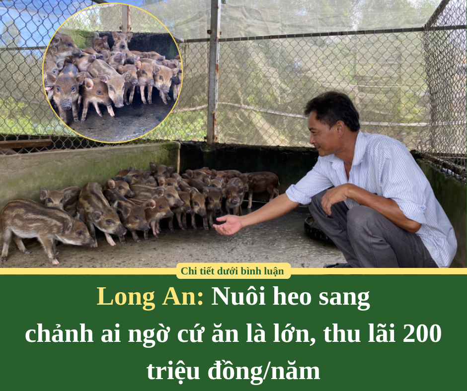 Long An: Nuôi heo sang chảnh ai ngờ cứ ăn là lớn, thu lãi 200 triệu đồng/năm