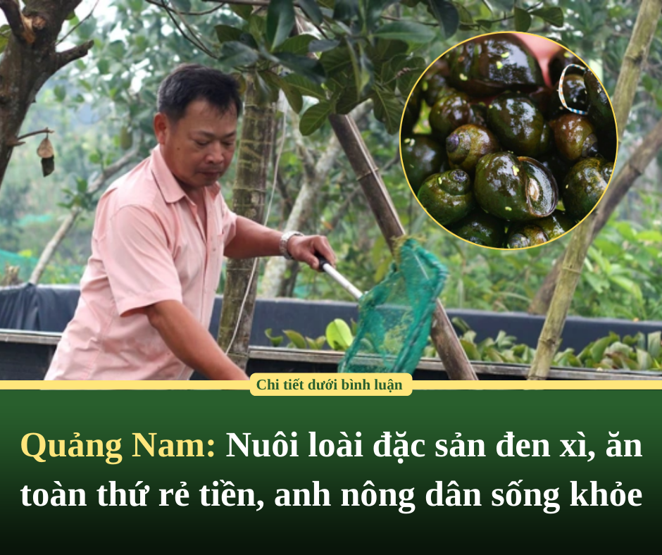 Quảng Nam: Nuôi loài đặc sản đen xì, ăn toàn thứ rẻ tiền, anh nông dân sống khỏe