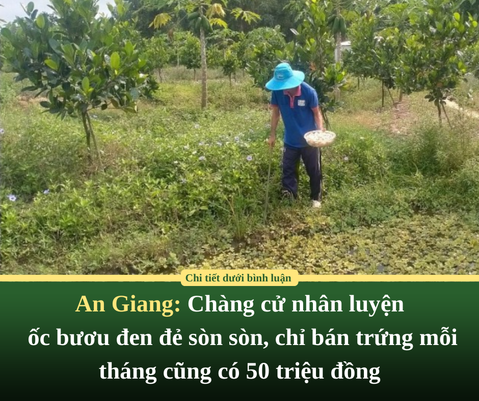 An Giang: Chàng cử nhân luyện ốc bươu đen đẻ sòn sòn, chỉ bán trứng mỗi tháng cũng có 50 triệu đồng