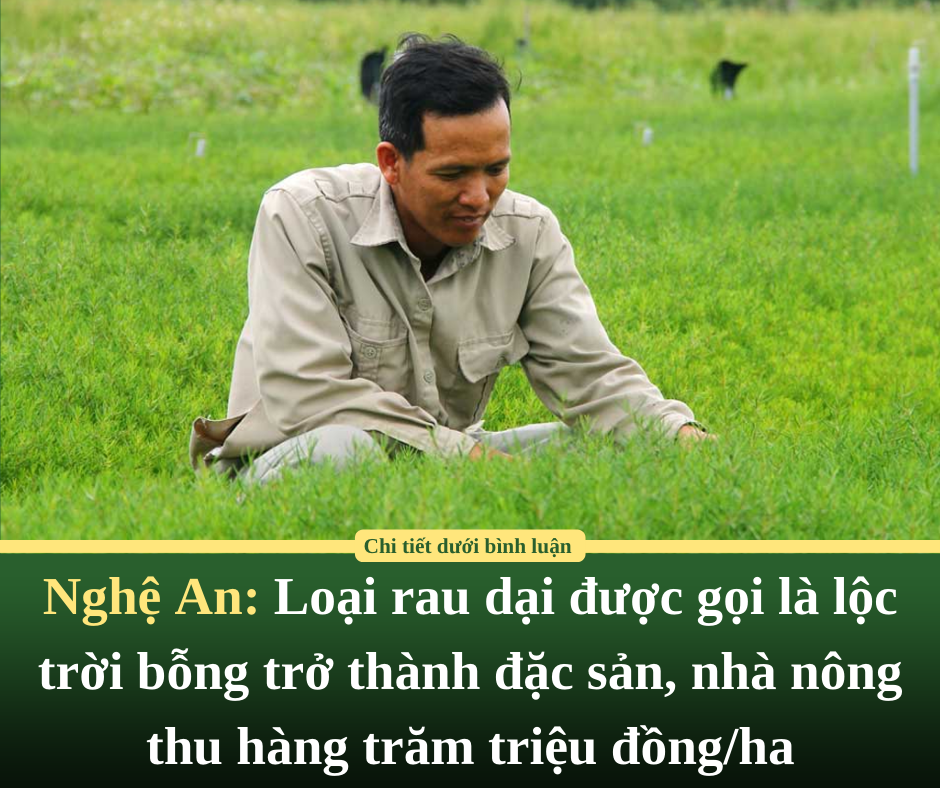 Nghệ An: Loại rau dại được gọi là lộc trời bỗng trở thành đặc sản, nhà nông thu hàng trăm triệu đồng/ha