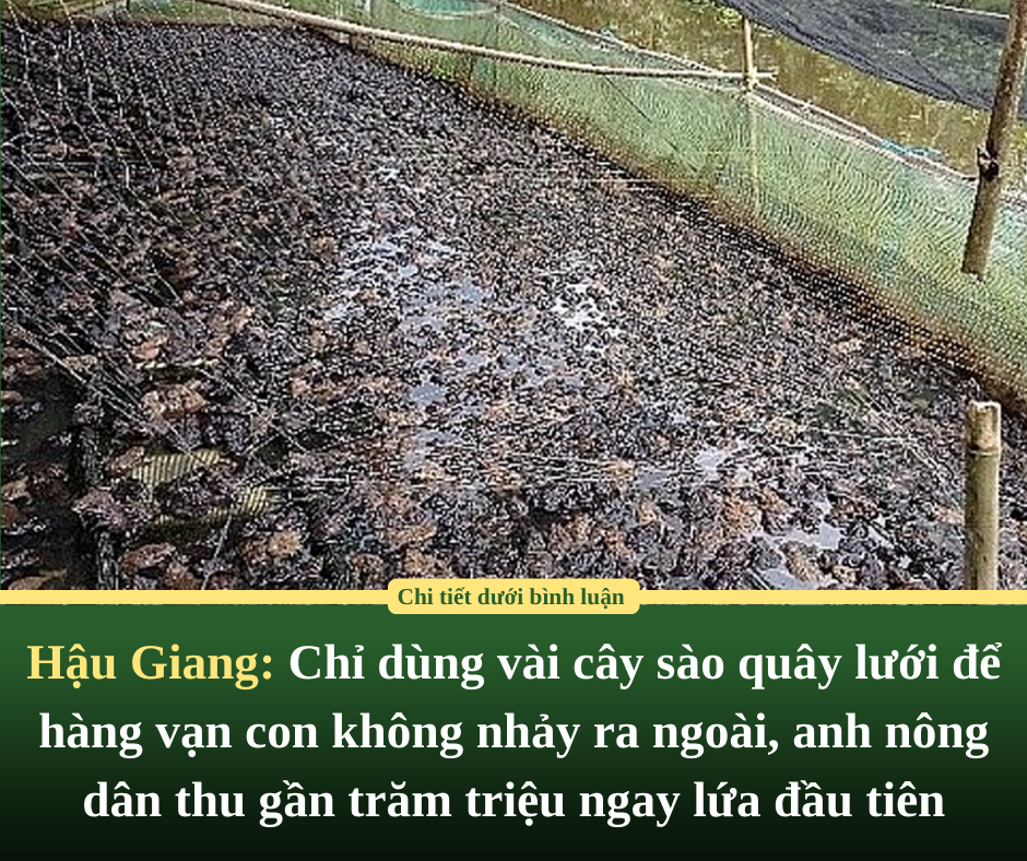 Hậu Giang: Chỉ dùng vài cây sào quây lưới để hàng vạn con không nhảy ra ngoài, anh nông dân thu gần trăm triệu ngay lứa đầu tiên