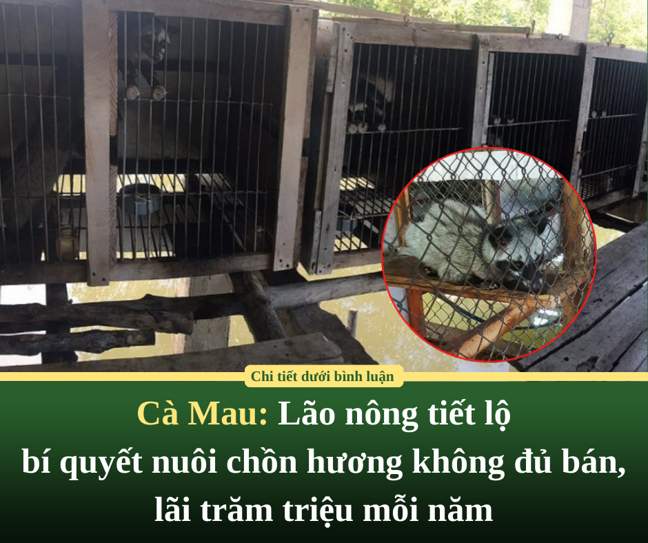 Cà Mau: Lão nông tiết lộ bí quyết nuôi chồn hương không đủ bán, lãi trăm triệu mỗi năm