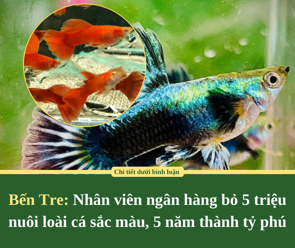 Bến Tre: Nhân viên ngân hàng bỏ 5 triệu nuôi loài cá sắc màu, 5 năm thành tỷ phú