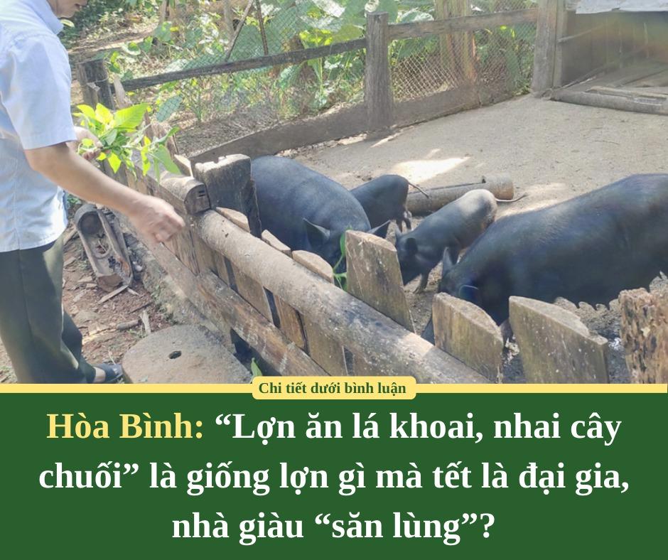 Hòa Bình: “Lợn ăn lá khoai, nhai cây chuối” là giống lợn gì mà tết là đại gia, nhà giàu “săn lùng”?