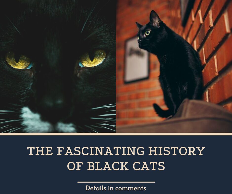 The Fascinating History Of Black Cats