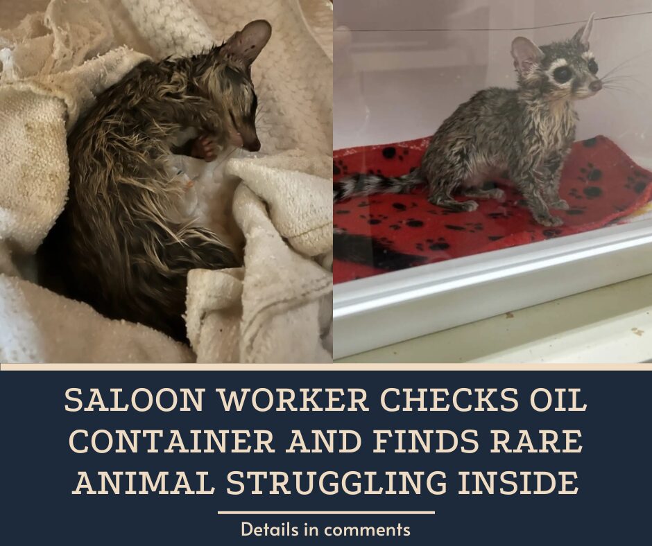 Saloon Worker Checks Oil Container And Finds Rare Animal Struggling Inside