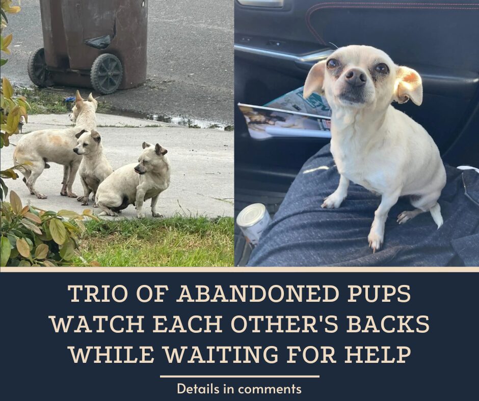 Trio Of Abandoned Pups Watch Each Other’s Backs While Waiting For Help