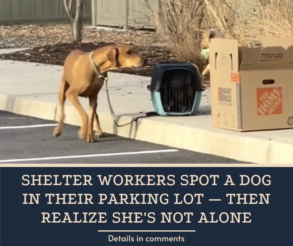 Shelter Workers Spot A Dog In Their Parking Lot — Then Realize She’s Not Alone