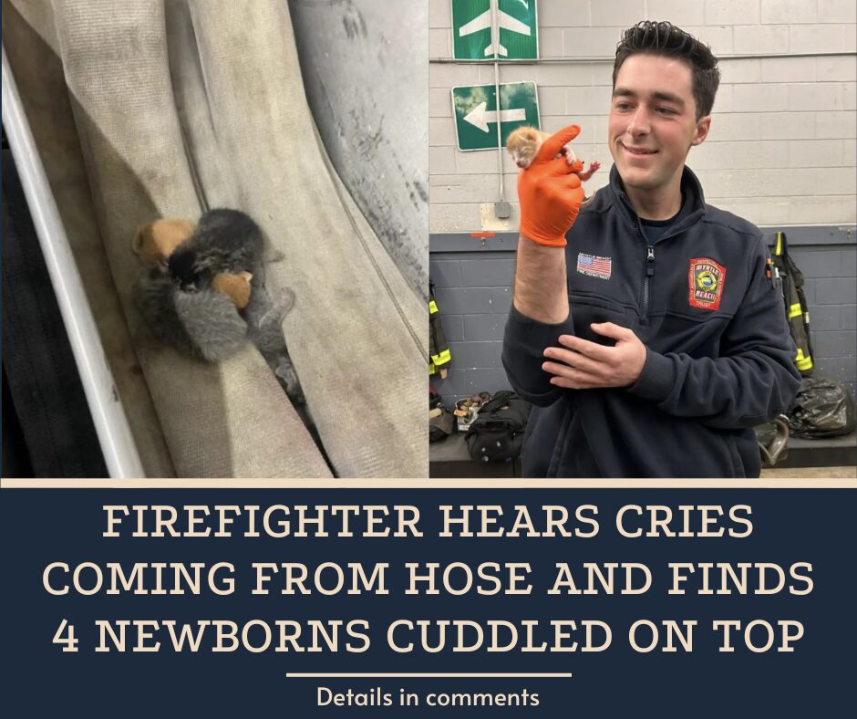 Firefighter Hears Cries Coming From Hose And Finds 4 Newborns Cuddled On Top