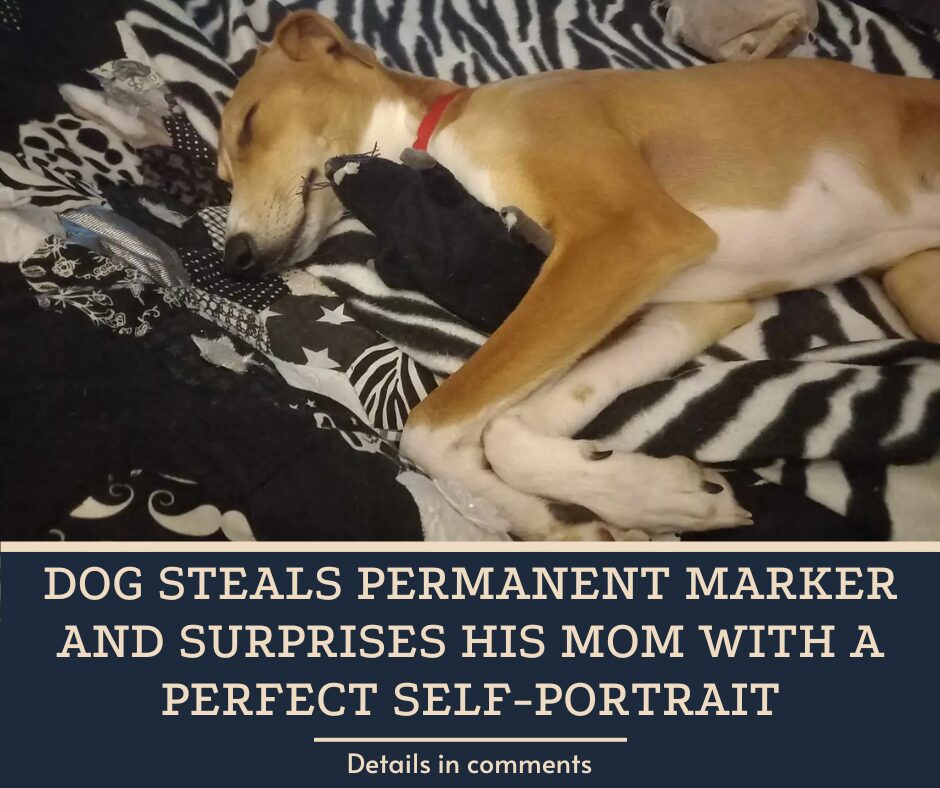 Dog Steals Permanent Marker And Surprises His Mom With A Perfect Self-Portrait