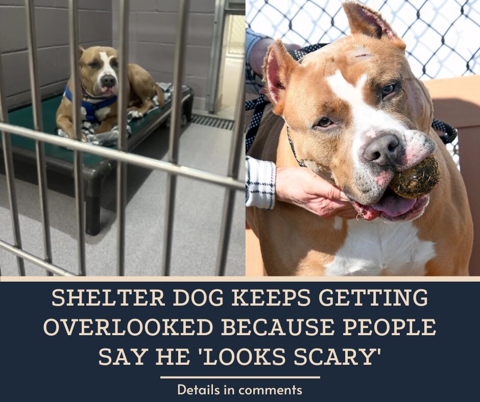 Shelter Dog Keeps Getting Overlooked Because People Say He ‘Looks Scary’