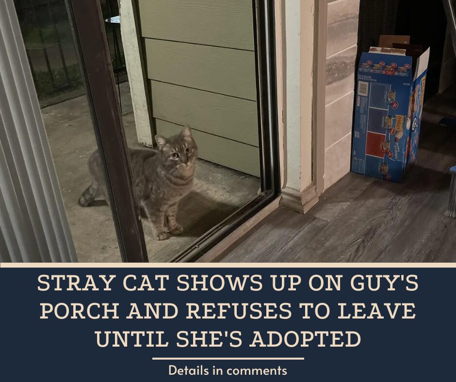 Stray Cat Shows Up On Guy’s Porch And Refuses To Leave Until She’s Adopted