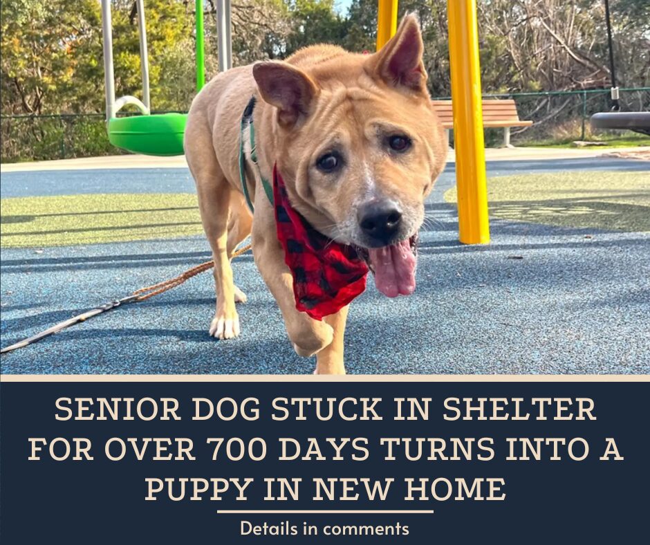 Senior Dog Stuck In Shelter For Over 700 Days Turns Into A Puppy In New Home