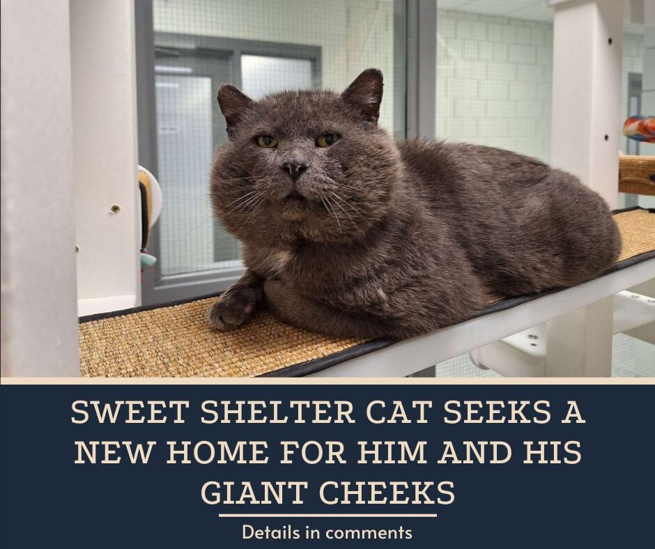 Sweet Shelter Cat Seeks A New Home For Him And His Giant Cheeks