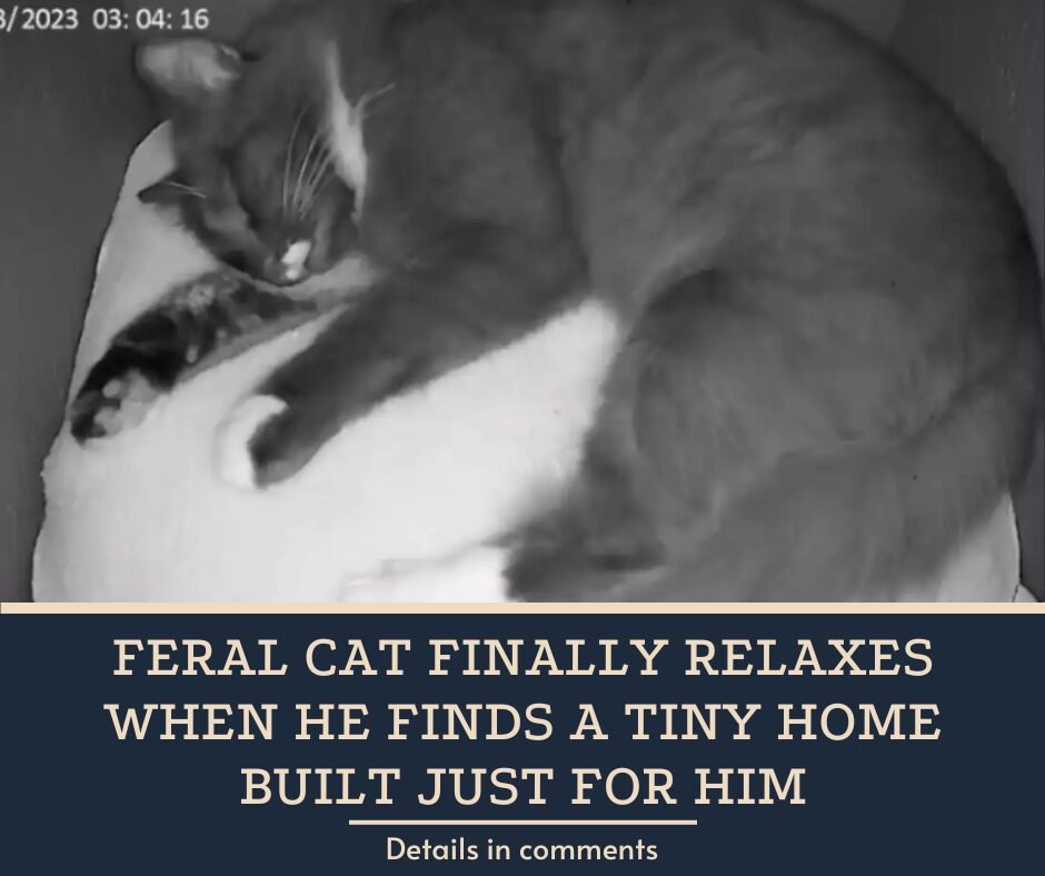 Feral Cat Finally Relaxes When He Finds A Tiny Home Built Just For Him