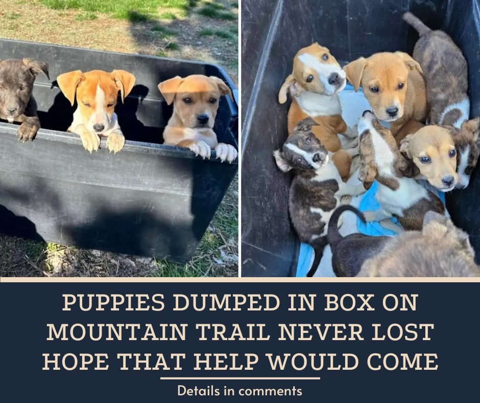 Puppies Dumped In Box On Mountain Trail Never Lost Hope That Help Would Come