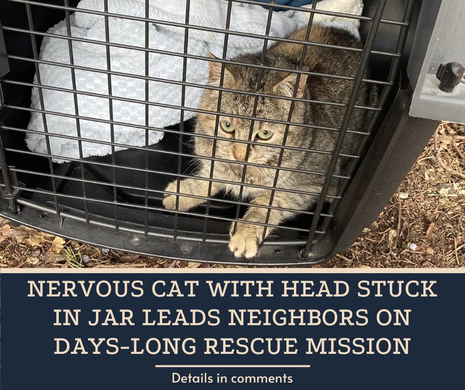 Nervous Cat With Head Stuck In Jar Leads Neighbors On Days-Long Rescue Mission