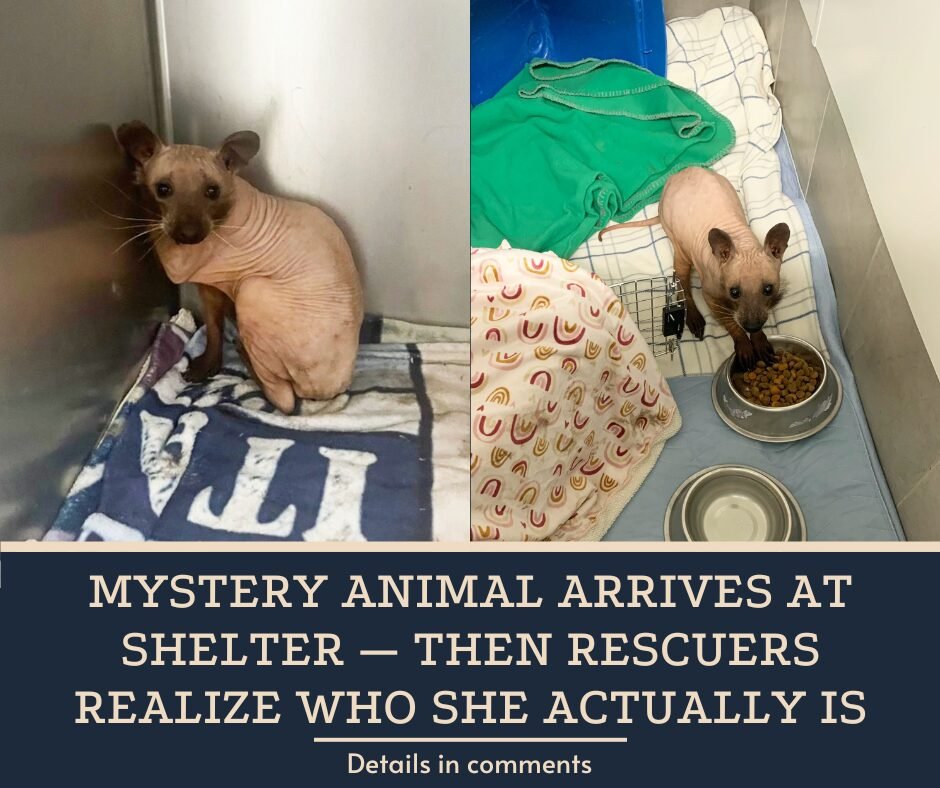 Mystery Animal Arrives At Shelter — Then Rescuers Realize Who She Actually Is