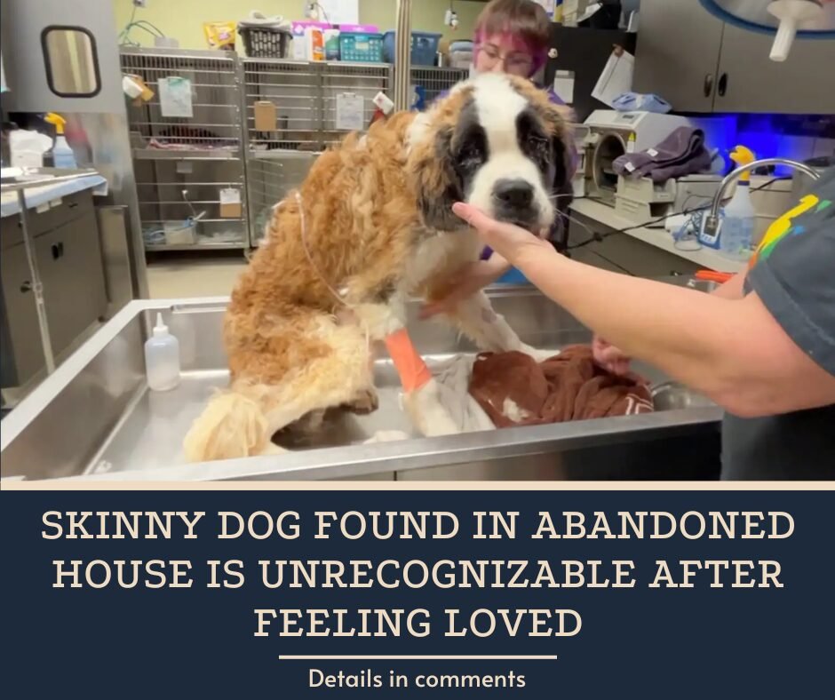 Skinny Dog Found In Abandoned House Is Unrecognizable After Feeling Loved