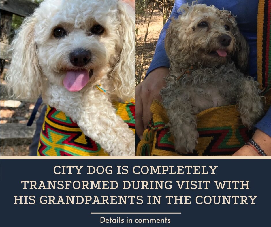 City Dog Is Completely Transformed During Visit With His Grandparents In The Country