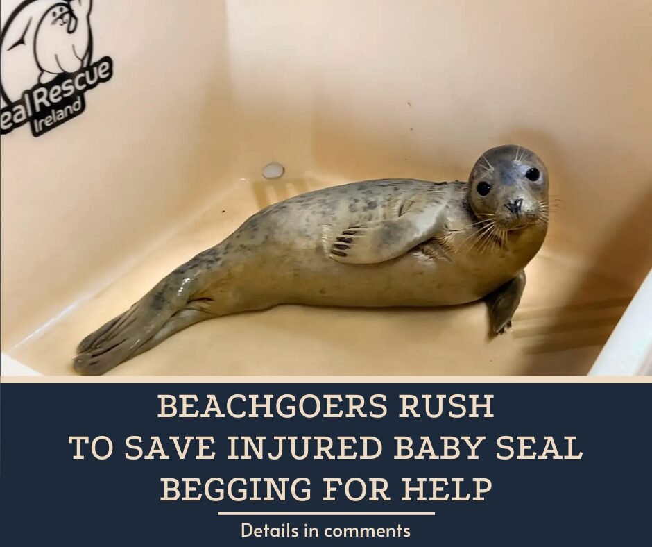 Beachgoers Rush To Save Injured Baby Seal Begging For Help