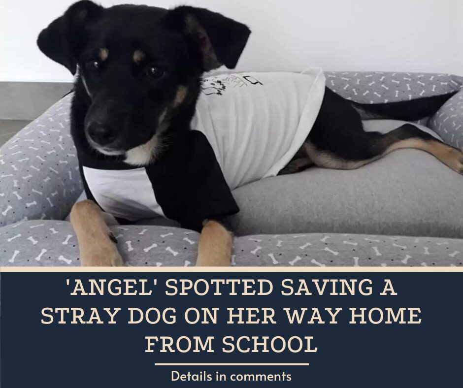 ‘Angel’ Spotted Saving A Stray Dog On Her Way Home From School