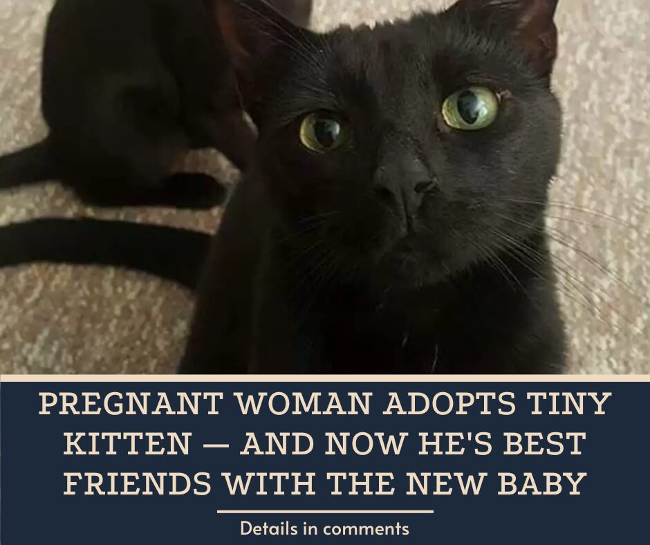 Pregnant Woman Adopts Tiny Kitten — And Now He’s Best Friends With The New Baby