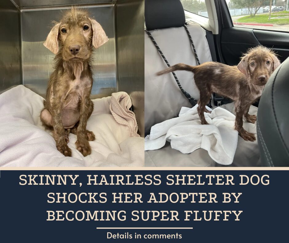 Skinny, Hairless Shelter Dog Shocks Her Adopter By Becoming Super Fluffy