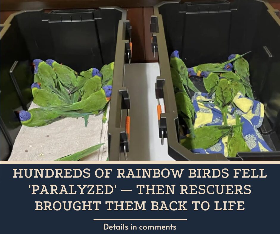 Hundreds Of Rainbow Birds Fell ‘Paralyzed’ — Then Rescuers Brought Them Back To Life