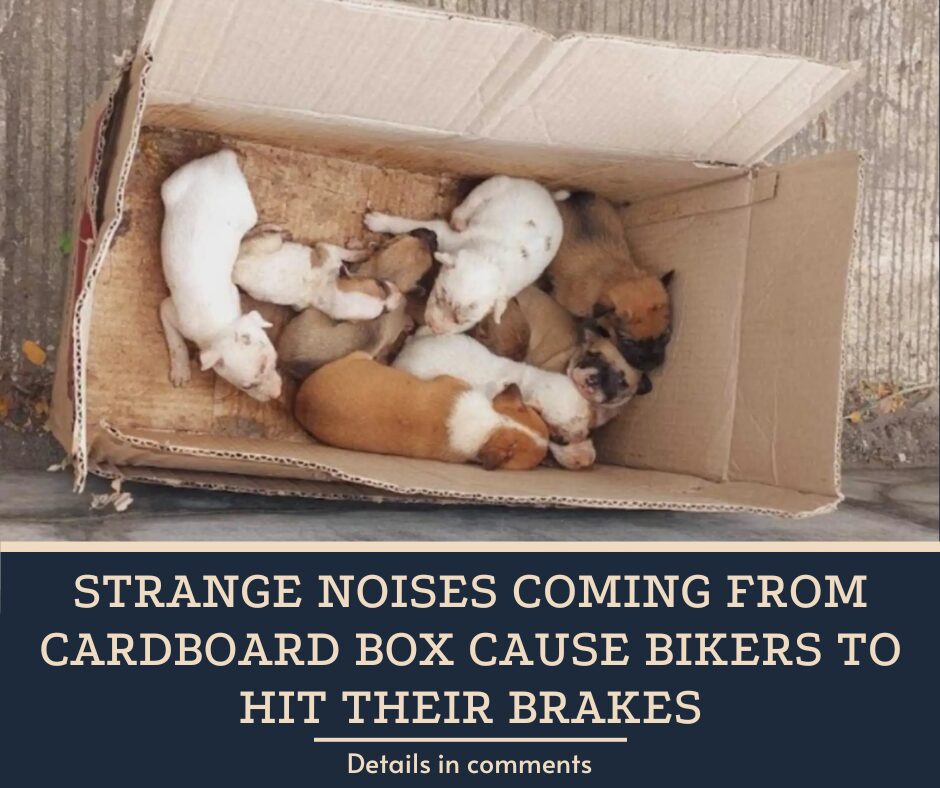 Strange Noises Coming From Cardboard Box Cause Bikers To Hit Their Brakes