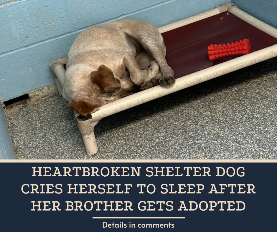 Heartbroken Shelter Dog Cries Herself To Sleep After Her Brother Gets Adopted