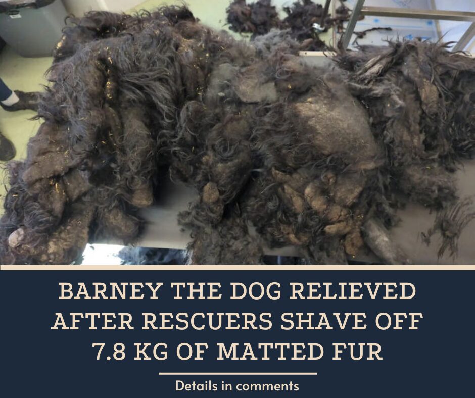 Barney The Dog Relieved After Rescuers Shave Off 7.8 Kg Of Matted Fur