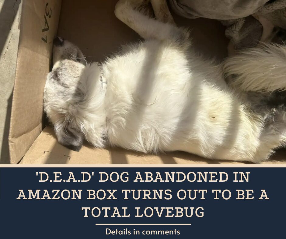 ‘Dead’ Dog Abandoned In Amazon Box Turns Out To Be A Total Lovebug