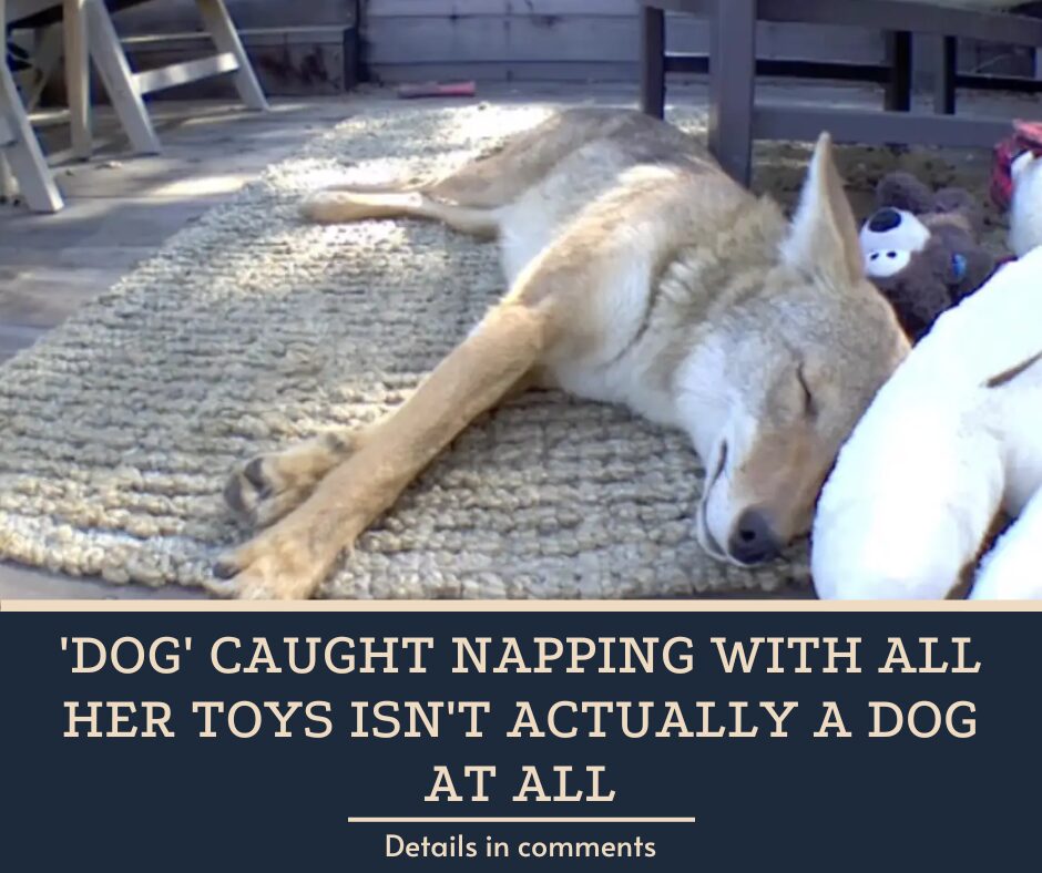 ‘Dog’ Caught Napping With All Her Toys Isn’t Actually A Dog At All