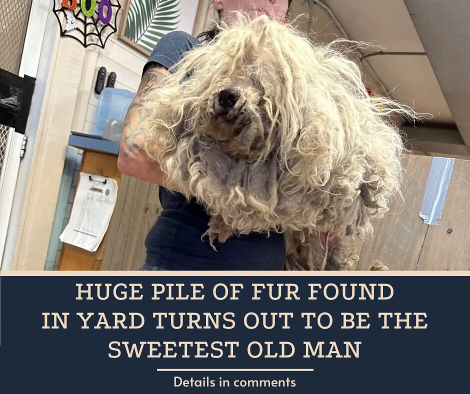 Huge Pile Of Fur Found In Yard Turns Out To Be The Sweetest Old Man