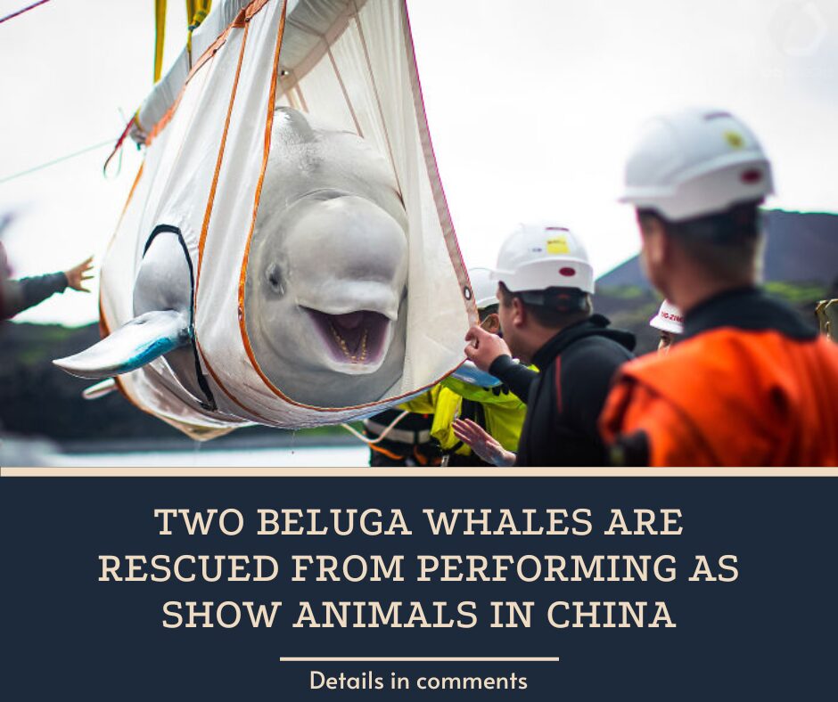 Two Beluga Whales Are Rescued From Performing As Show Animals In China, And Their Smiles Say It All