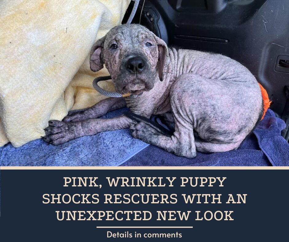 Pink, Wrinkly Puppy Shocks Rescuers With An Unexpected New Look