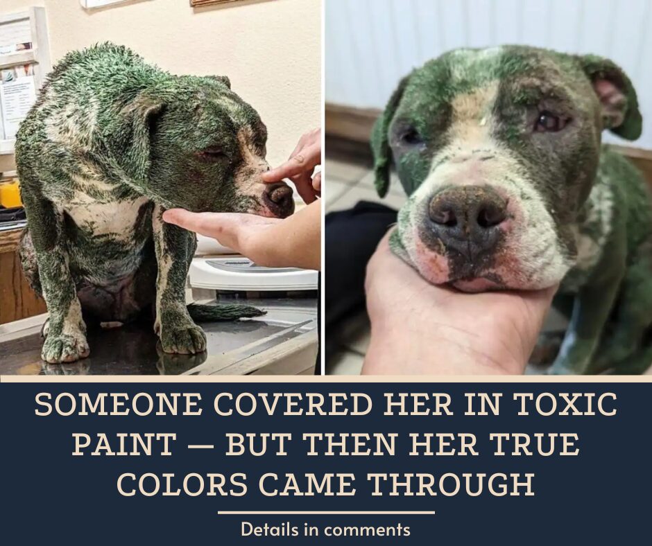 Someone Covered Her In Toxic Paint — But Then Her True Colors Came Through