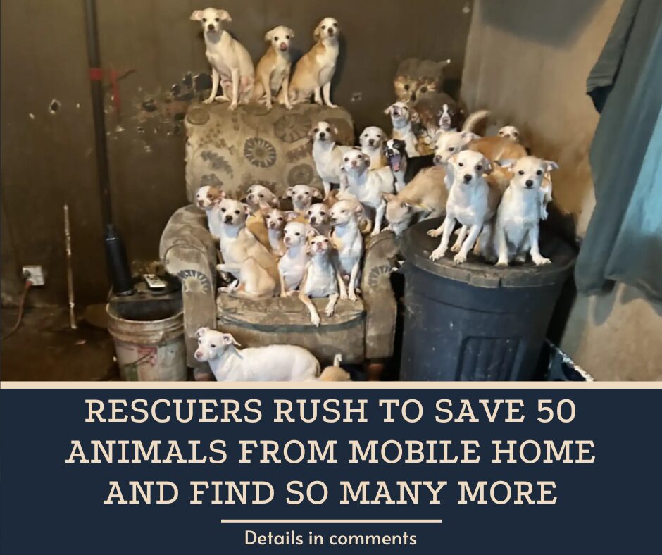 Rescuers Rush To Save 50 Animals From Mobile Home And Find So Many More