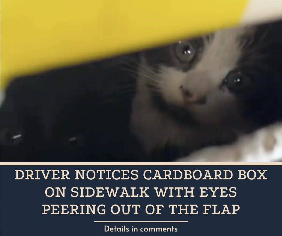 Driver Notices Cardboard Box On Sidewalk With Eyes Peering Out Of The Flap