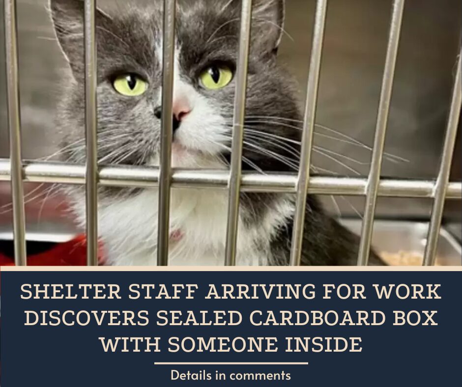 Shelter Staff Arriving For Work Discovers Sealed Cardboard Box With Someone Inside