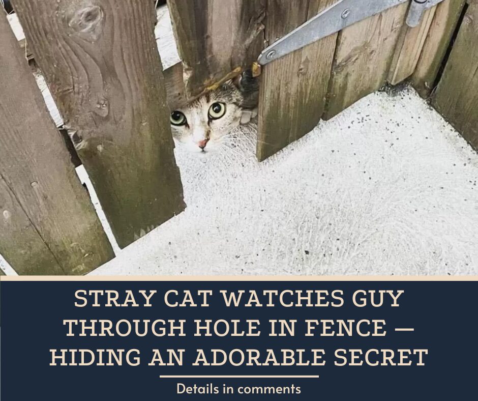 Stray Cat Watches Guy Through Hole In Fence — Hiding An Adorable Secret