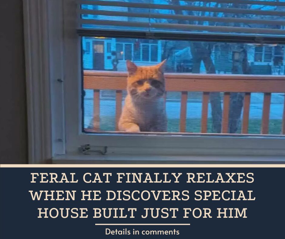 Feral Cat Finally Relaxes When He Discovers Special House Built Just For Him