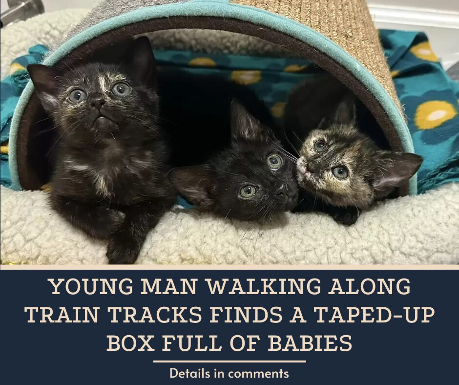 Young Man Walking Along Train Tracks Finds A Taped-Up Box Full Of Babies