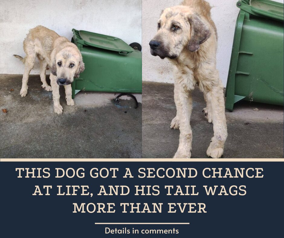 This Dog Got A Second Chance At Life, And His Tail Wags More Than Ever