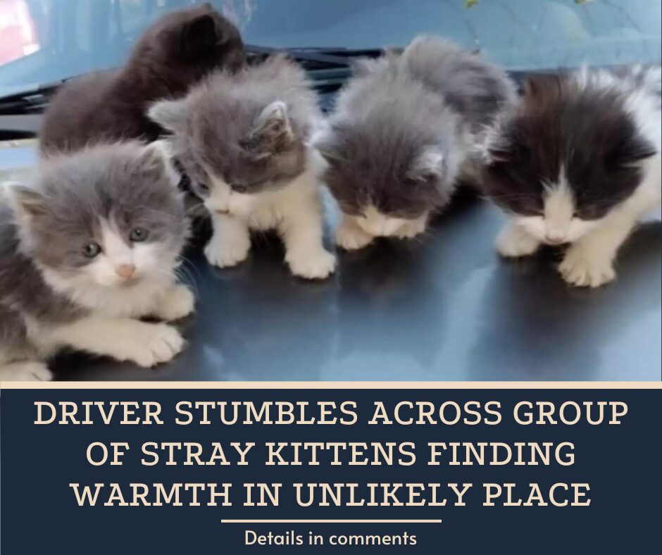 Driver Stumbles Across Group Of Stray Kittens Finding Warmth In Unlikely Place