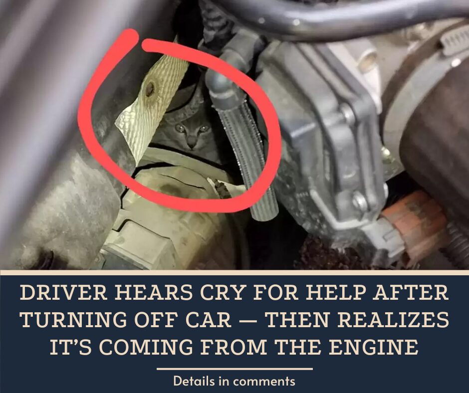 Driver Hears Cry For Help After Turning Off Car — Then Realizes It’s Coming From The Engine